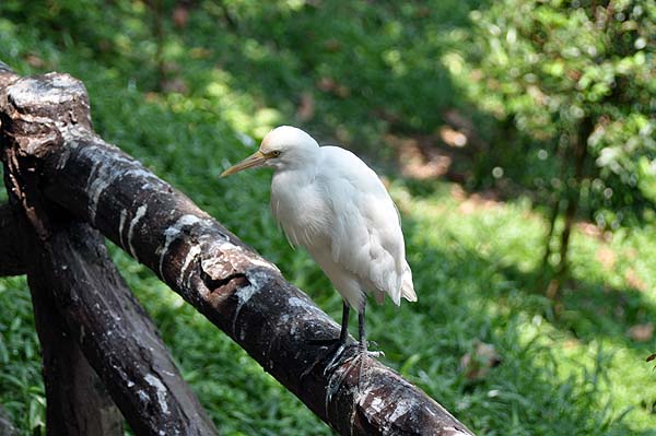 KL, Vogelpark