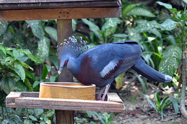 KL, Vogelpark