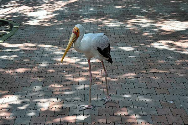 KL, Vogelpark