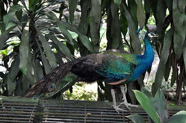 KL, Vogelpark