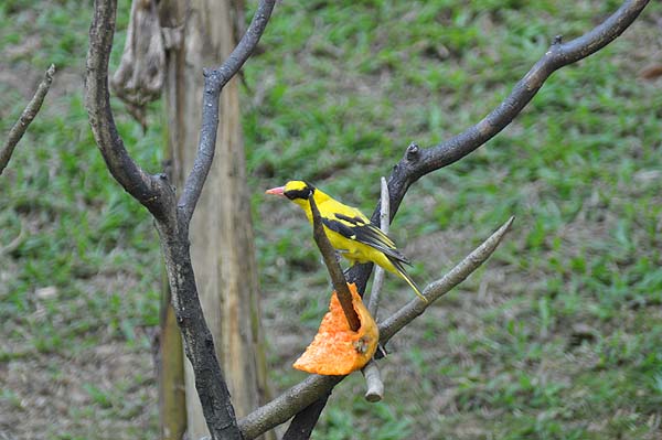 KL, Vogelpark