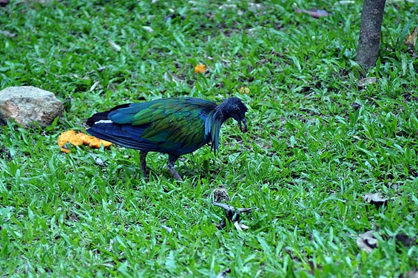 KL, Vogelpark