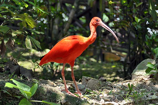 KL, Vogelpark