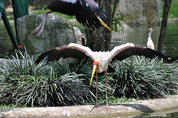 KL, Vogelpark