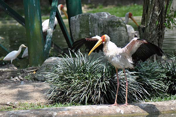 KL, Vogelpark