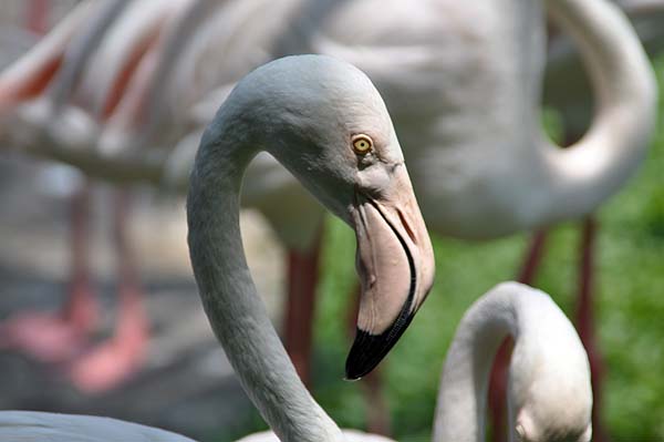 KL, Vogelpark