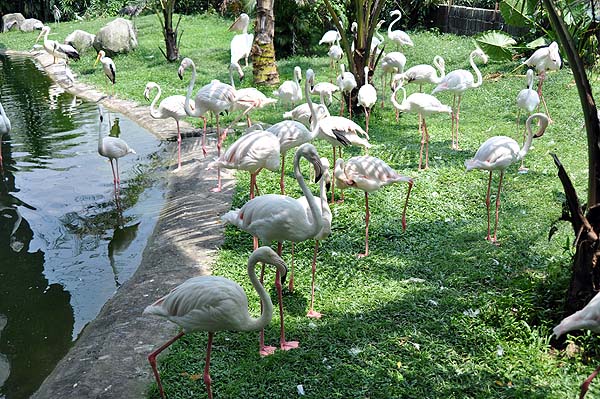 KL, Vogelpark