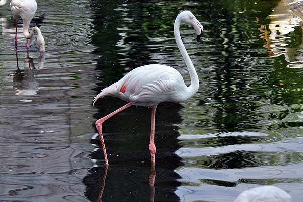 KL, Vogelpark