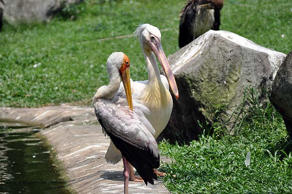 KL, Vogelpark