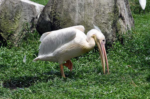 KL, Vogelpark