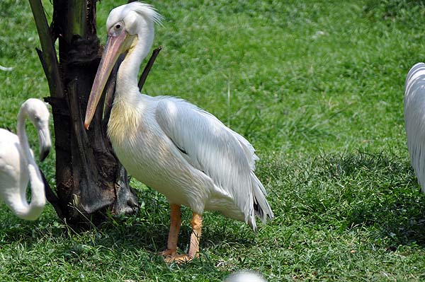 KL, Vogelpark