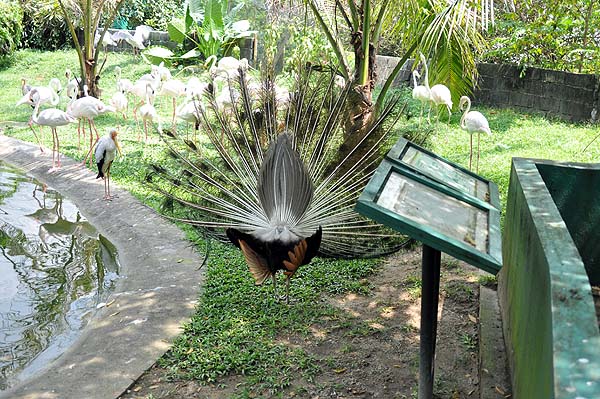 KL, Vogelpark