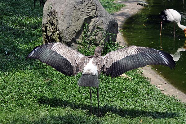 KL, Vogelpark