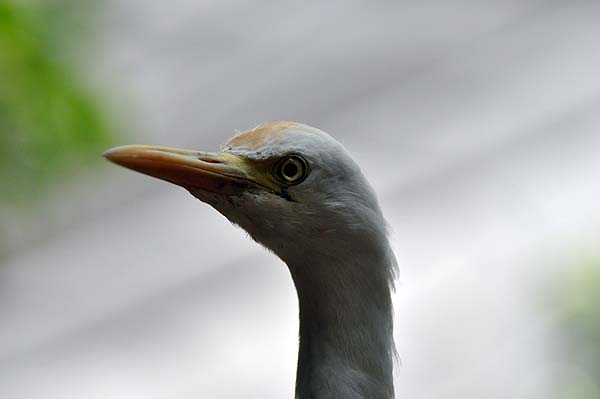 KL, Vogelpark