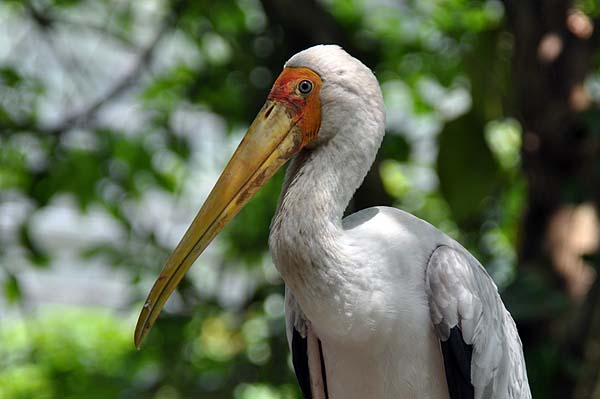 KL, Vogelpark