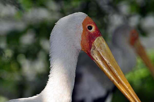 KL, Vogelpark