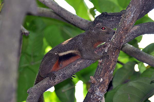 KL, Vogelpark