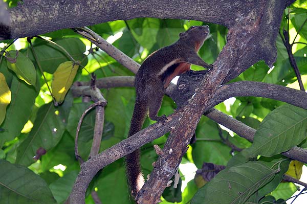 KL, Vogelpark