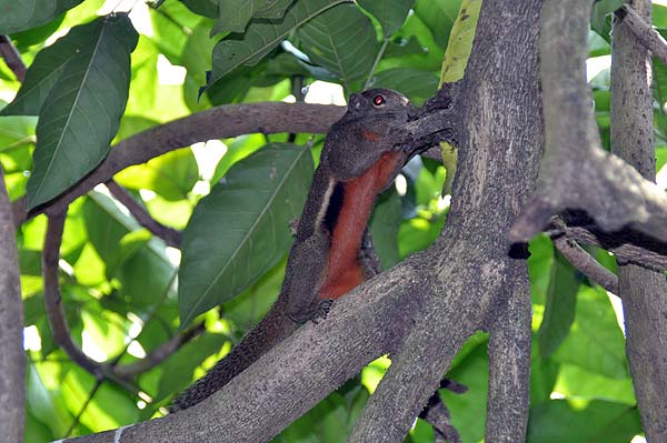 KL, Vogelpark