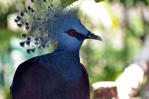 KL, Vogelpark