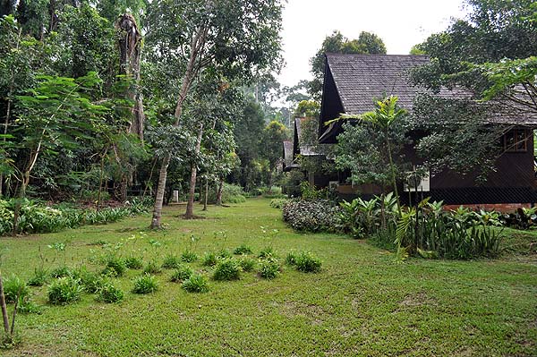 Sepilok Nature Resort