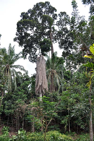 Sepilok Nature Resort