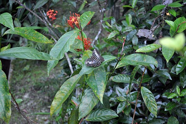 Sepilok Nature Resort