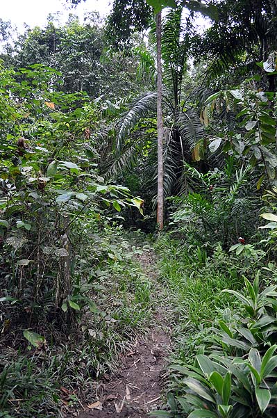 Sepilok Nature Resort