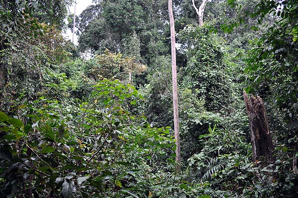 Sepilok Nature Resort