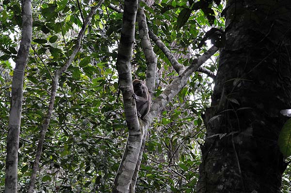 Sepilok Nature Resort