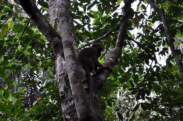 Sepilok Nature Resort