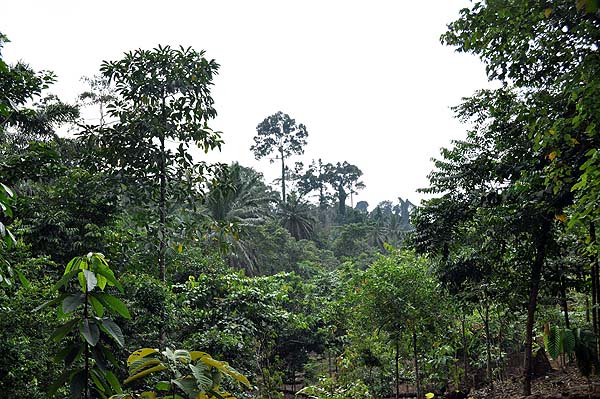 Sepilok Nature Resort