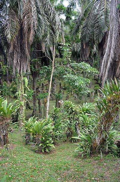 Sepilok Nature Resort