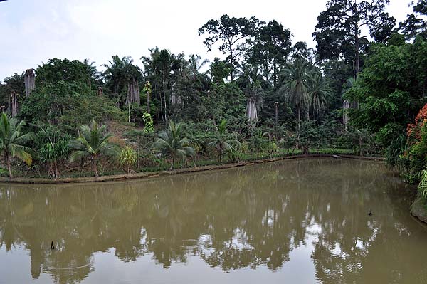 Sepilok Nature Resort