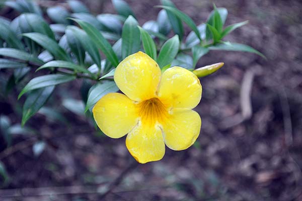 Sepilok Nature Resort