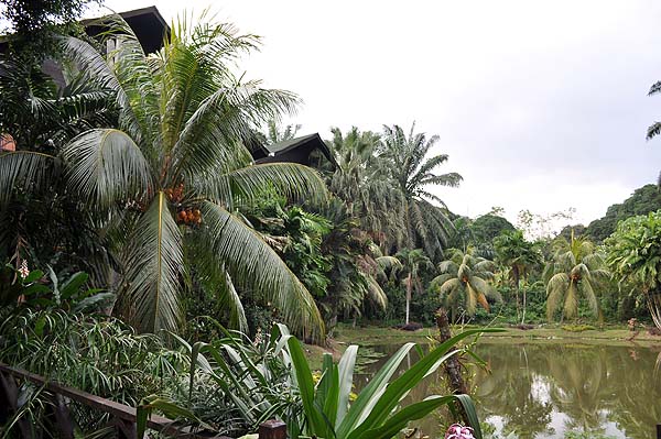 Sepilok Nature Resort