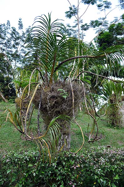 Sepilok Nature Resort