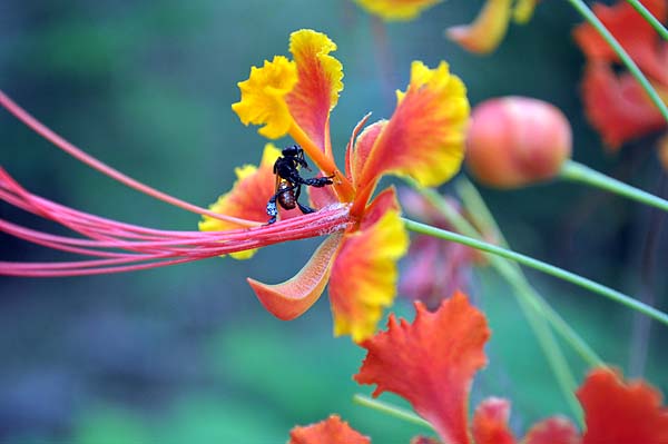 Sepilok Nature Resort