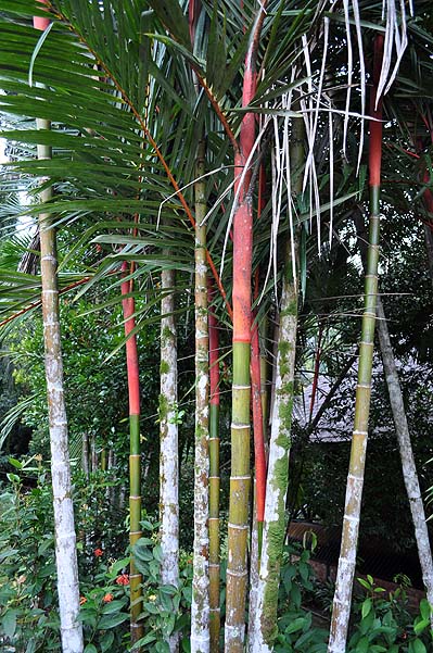 Sepilok Nature Resort