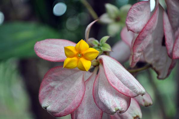 Sepilok Nature Resort