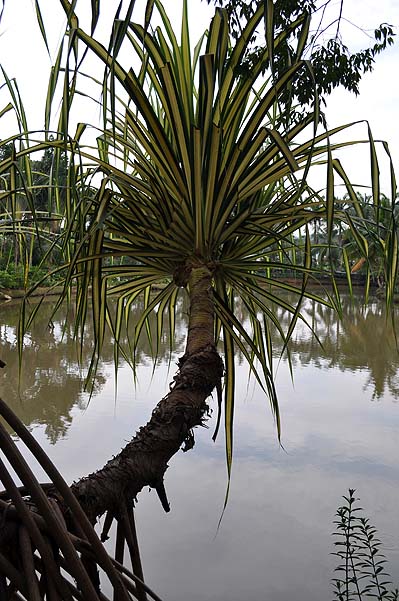 Sepilok Nature Resort