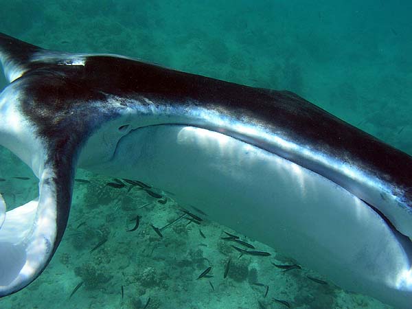 Manta Point Bodu Hithi Thila 2010