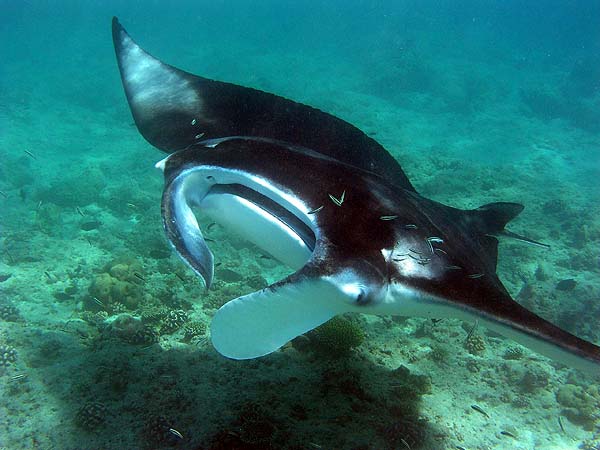 Manta Point Bodu Hithi Thila 2010