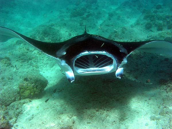 Manta Point Bodu Hithi Thila 2010