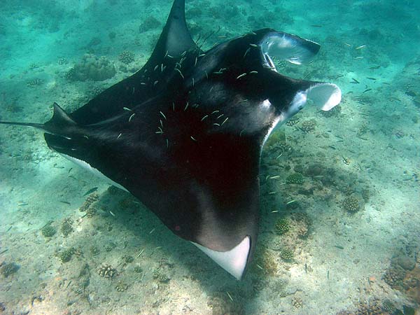 Manta Point Bodu Hithi Thila 2010