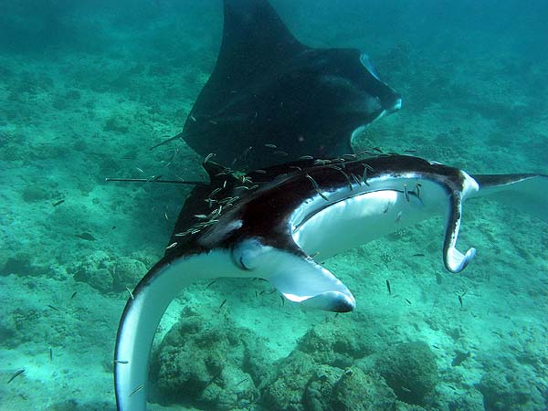 Manta Point Bodu Hithi Thila 2010