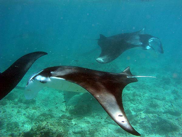 Manta Point Bodu Hithi Thila 2010