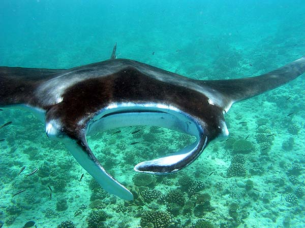 Manta Point Bodu Hithi Thila 2010