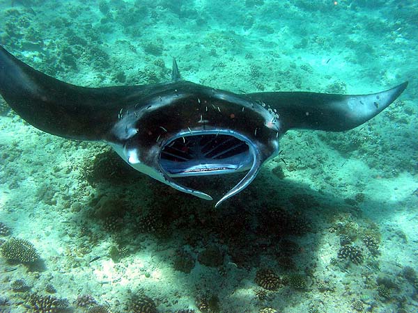 Manta Point Bodu Hithi Thila 2010