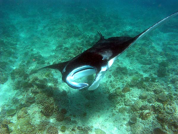 Manta Point Bodu Hithi Thila 2010